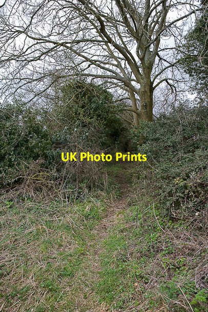 Photo 6"x4" Footpath beside tree-lined hedge above Bishopsdown Farm Dean\/SU5619 c2010