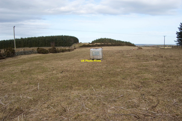 Photo 6"x4" Sheep Feeder... Old Deer c2010