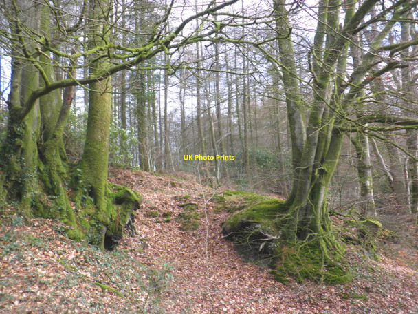 Photo 6"x4" Woodland on Stafford Hill Broadhembury c2010