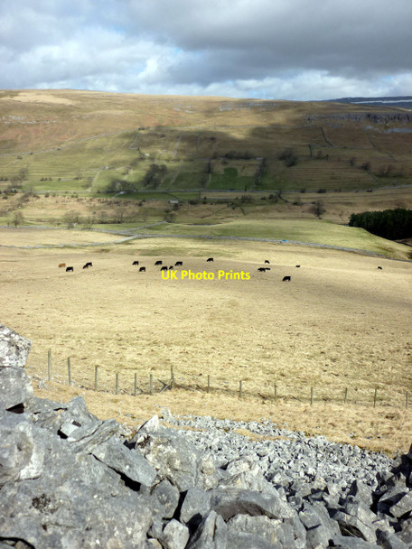Photo 6"x4" Cattle grazing beside Sleets Gill, Littondale Hawkswick c2010