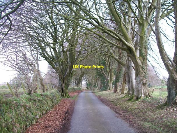 Photo 6"x4" View northwards along the Glasfryn driveway Pencaenewydd\/SH4040 c2010