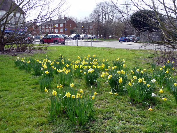 Photo 6"x4" Daffodils, Bramley Road, London N14 Southgate\/TQ3094 c2010 P1