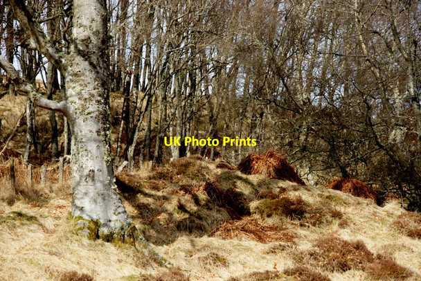 Photo 6"x4" Woodland, Glen Cally Easter Lednathie c2010
