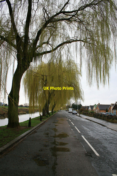 Photo 6"x4" Willows coming into leaf Beeston\/SK5236 c2010