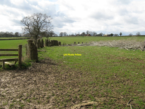 Photo 6"x4" Pollarded trees close to Grinstead Wood Cinder Hill\/TQ3729 c2010
