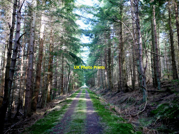 Photo 6"x4" Forest track north of Chester Hope Great Tosson c2010
