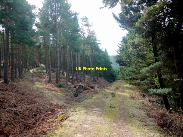 Photo 6"x4" Path and track junction, Simonside Forest Great Tosson c2010