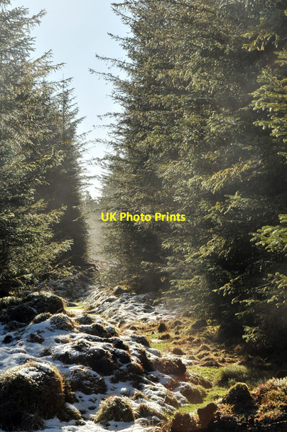 Photo 6"x4" Mist rising through the forest Aonachan c2010
