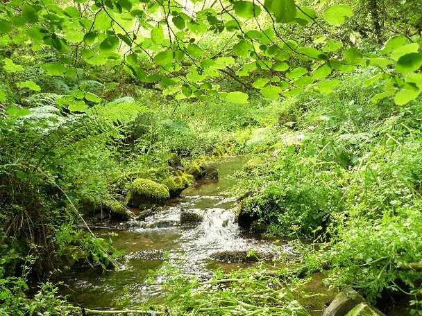 Photo 6"x4" Gentle stream Red Roses c2009