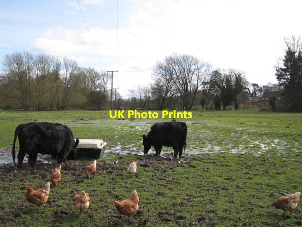 Photo 6"x4" Hens and Dexters at Haseley Mill Haseley c2010