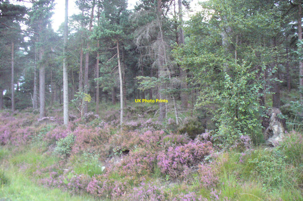 Photo 6"x4" Heather at the side of the track, Cropton Forest Hartoft End c2008