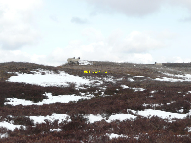 Photo 6"x4" Hardy high level sheep Buchanty c2010