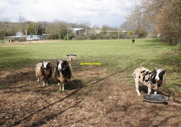 Photo 6"x4" Jacob sheep, near Milton Colestocks c2010