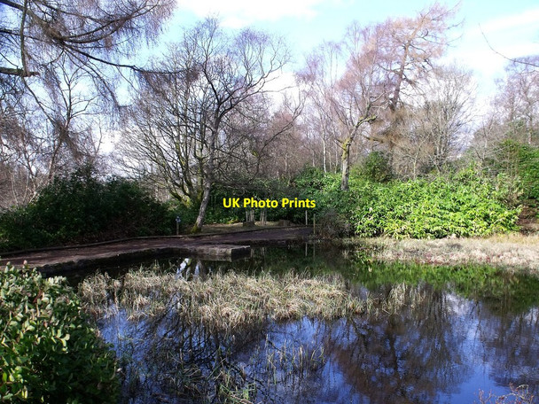 Photo 6"x4" The Drowning Pond, Mugdock Estate Mugdock c2010
