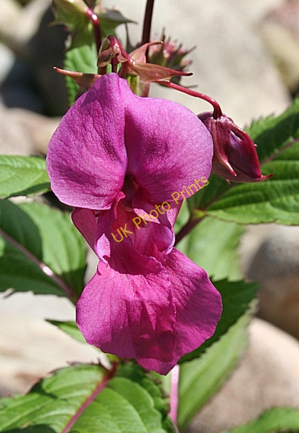 Photo 6"x4" Himalayan Balsam (Impatiens glandulifera) Mosstodloch c2009
