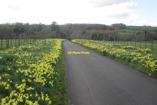 Photo 6"x4" Chantmarle: the main drive, Easter 2010 Frome St Quintin c2010