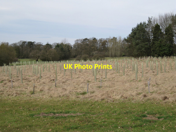 Photo 6"x4" Tree-planting near Baddesley Clinton Baddesley Clinton\/SP2072 c2010