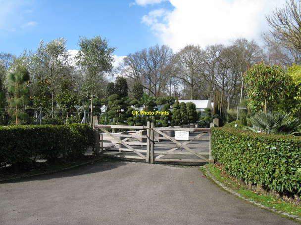 Photo 6"x4" Architectural Plants, Nuthurst Nuthurst\/TQ1926 c2010