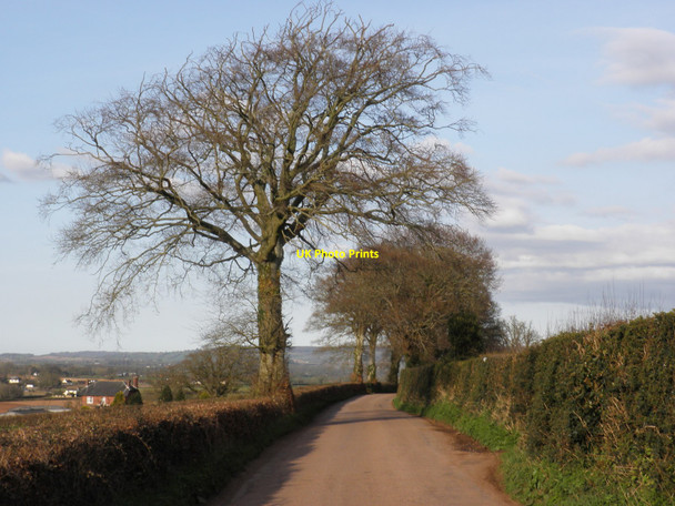 Photo 6"x4" Trees, on Sidmouth Road Langford\/ST0202 c2010