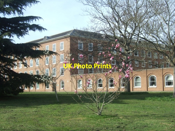 Photo 6"x4" Magnolia outside County Hall Exeter c2010