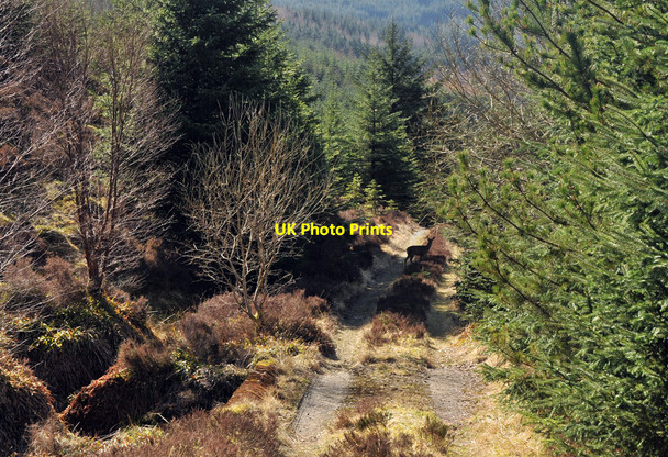 Photo 6"x4" Deer on the track in Glen Righ Glen Righ Forest c2010