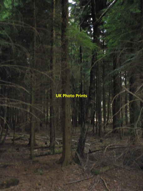 Photo 6"x4" The depths of the conifer plantation, at White Down Copse Hele\/SS9902 c2010