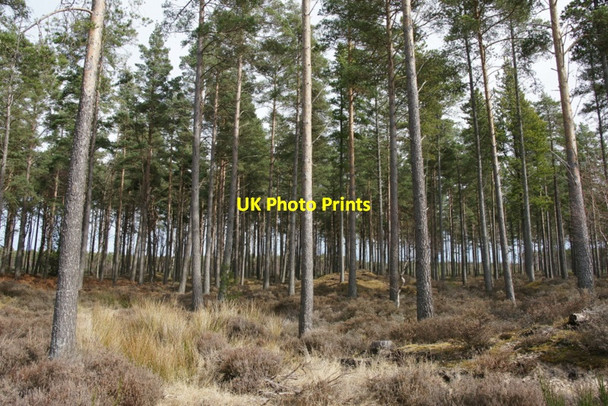 Photo 6"x4" Low Wood, Culbin Forest Cloddymoss c2010