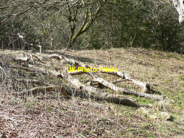 Photo 6"x4" Fallen Limbs Stonehaven c2010