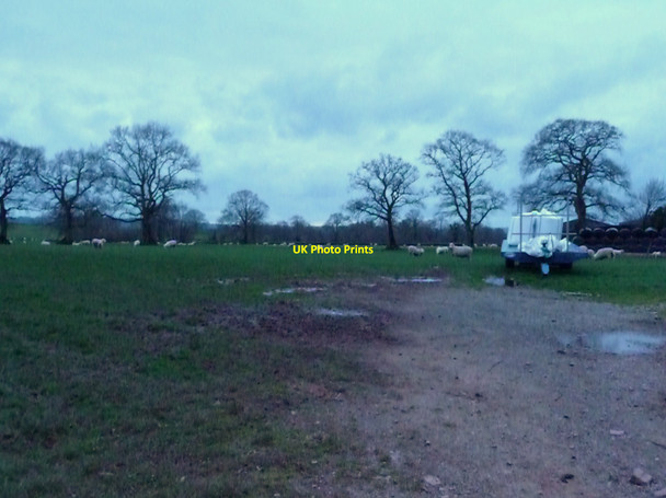 Photo 6"x4" Uplowman : Grassy Field & Sheep Green Gate\/ST0115 c2010