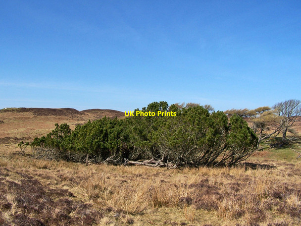Photo 6"x4" Horizontal pine Kingsburgh \/ Cinnseaborg c2010