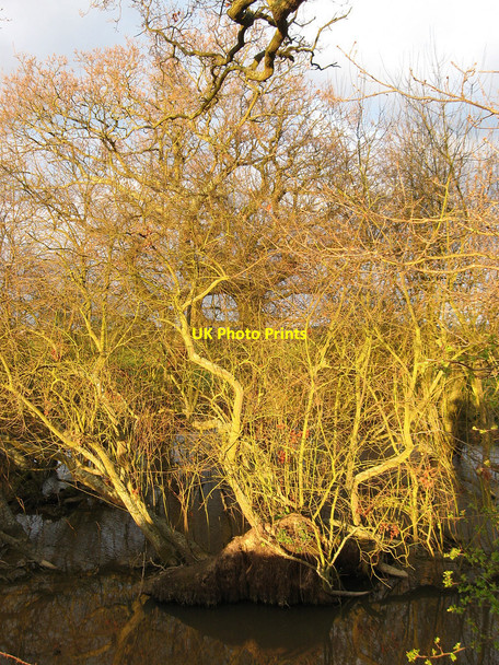 Photo 6"x4" Pond, Three Acres Hailsham c2010