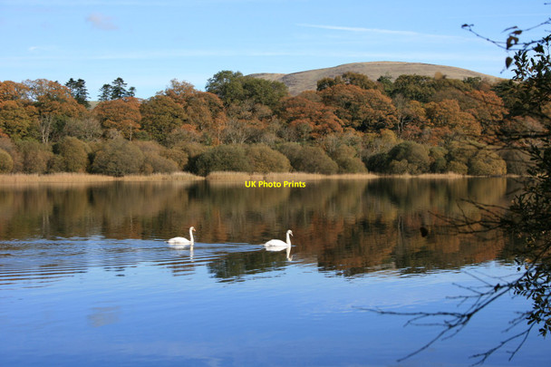 Photo 6"x4" Swans on Bassenthwaite Water Dubwath c2009