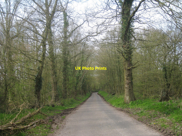 Photo 6"x4" Tree Lined Lane Bayley's Hill c2010