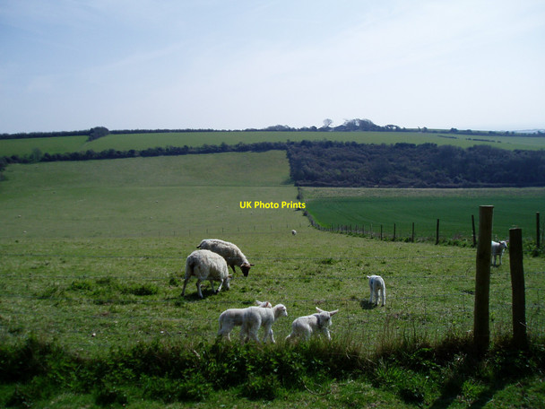 Photo 6"x4" Grazing land with lambs Beggars Bush\/TQ1607 c2010
