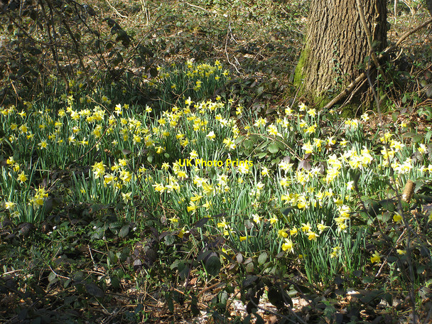Photo 6"x4" Wild daffodils - Narcissus pseudonarcissus Gorsley Common c2010