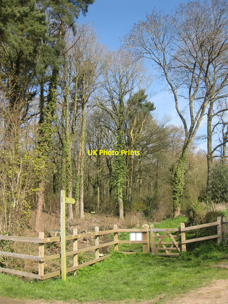 Photo 6"x4" Entrance to Ox Lodge Wood Gorsley Common c2010