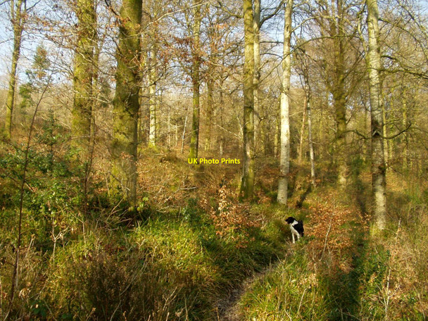 Photo 6"x4" Near Glenealy, County Wicklow Glenealy c2003