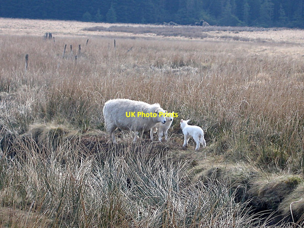 Photo 6"x4" Crugnant disappearing in the bog Castell Rhyfel c2010
