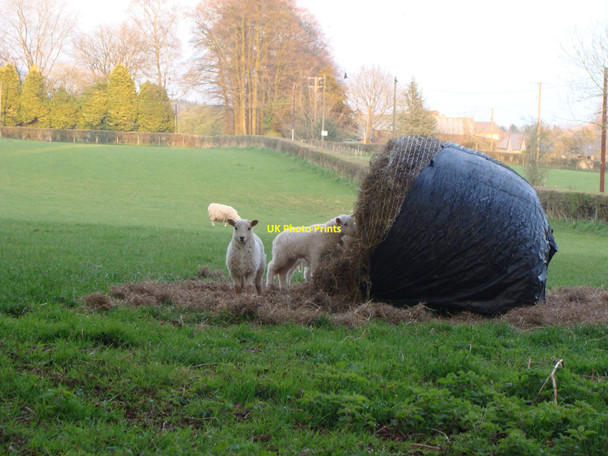 Photo 6"x4" Lambs in a field enjoying hay in the evening Itton\/ST4995 c2010