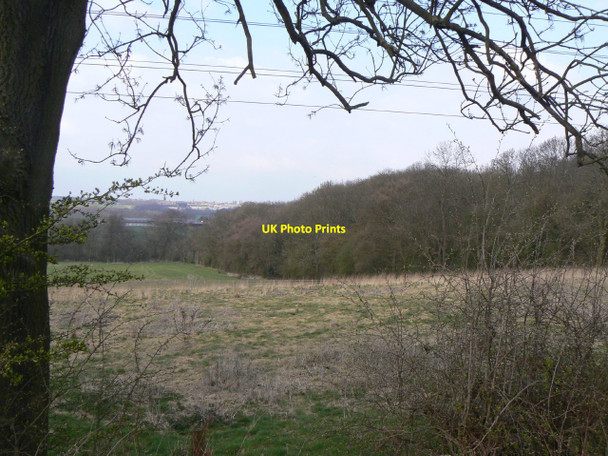 Photo 6"x4" The side of Forty Horse Wood Ripley\/SK4050 c2010