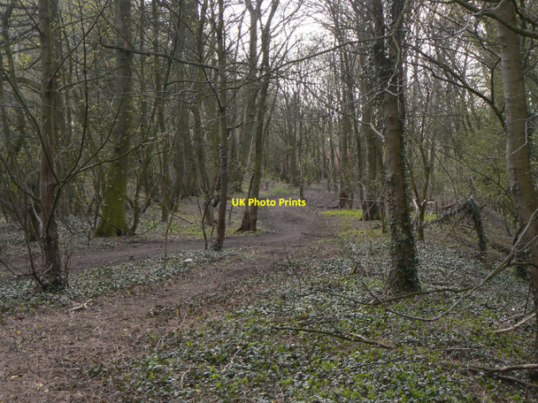 Photo 6"x4" Track through the woods Ripley\/SK4050 c2010