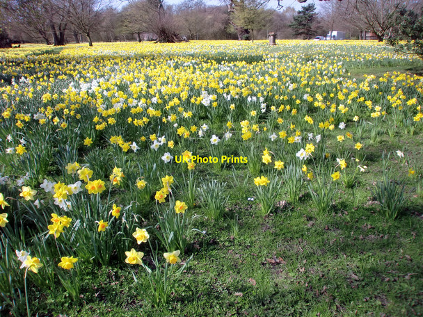 Photo 6"x4" Daffodils in Trent Park, London N14 Botany Bay\/TQ2999 c2010 P1