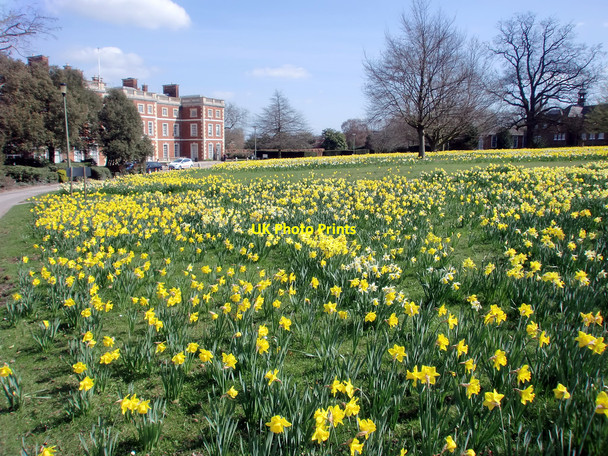 Photo 6"x4" Daffodils in Trent Park, London N14 Botany Bay\/TQ2999 c2010 P1