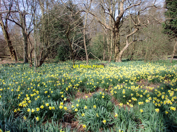 Photo 6"x4" Daffodils in Trent Park, London N14 Cockfosters c2010
