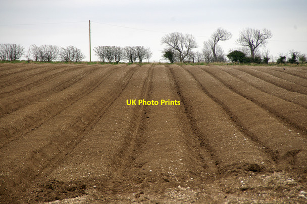 Photo 6"x4" Potato Field near Bonby Top Farm Bonby c2010