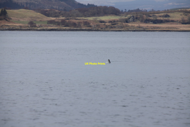 Photo 6"x4" Harbour Seal near Grasspoint Mull Lochdon c2010
