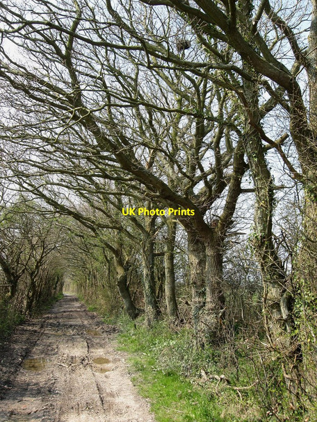 Photo 6"x4" Marshfoot Lane Hailsham c2010