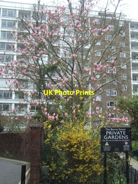 Photo 6"x4" Magnolia and block of flats Paddington\/TQ2681 c2010