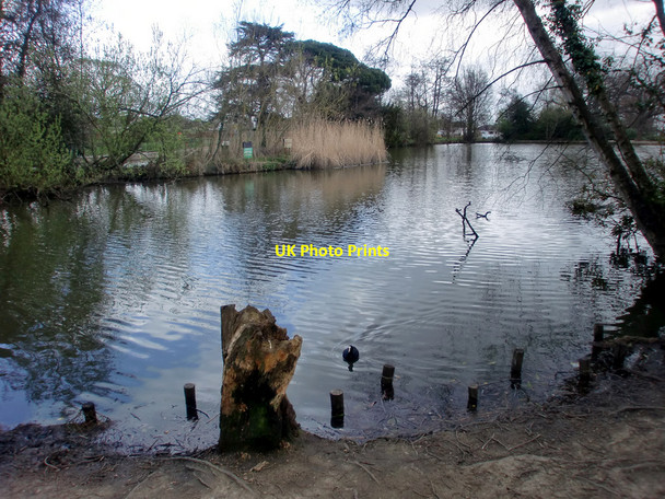 Photo 6"x4" Lake, Oakmere Park, Potters Bar, Hertfordshire Potters Bar c2010