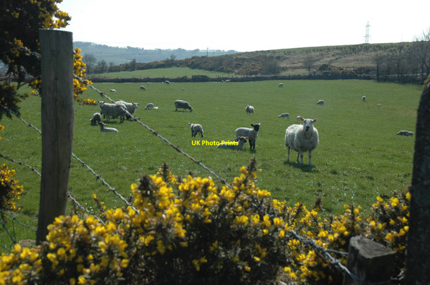 Photo 6"x4" Sheep grazing KELLS CONNOR c2010